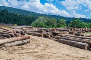 12 Fakta Tentang Perdagangan Kayu Ilegal yang Bikin Geleng Kepala