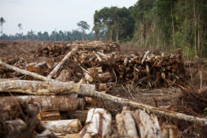 15 Gerakan Lingkungan Dunia yang Berhasil Tekan Pembalakan Liar
