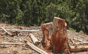 10 Perbandingan antara Pembalakan Legal vs Pembalakan Ilegal yang Wajib Kamu Tahu