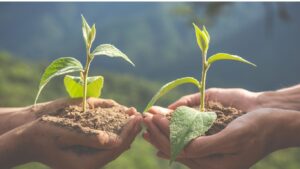 15 Alasan Kenapa Reboisasi Penting Buat Masa Depan Bumi