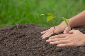 15 Langkah Nyata Reboisasi yang Bisa Dilakukan di Lingkungan Sekitar