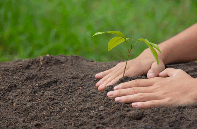 15 Langkah Nyata Reboisasi yang Bisa Dilakukan di Lingkungan Sekitar