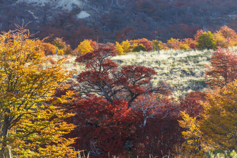 7 Alasan Kenapa Daun Berwarna Hijau dan Bisa Berubah Warna di Musim Gugur