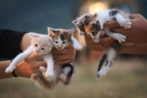 5 Cara Aman Tinggalkan Hewan Peliharaan saat Mudik Lebaran