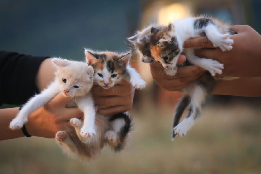 5 Cara Aman Tinggalkan Hewan Peliharaan saat Mudik Lebaran