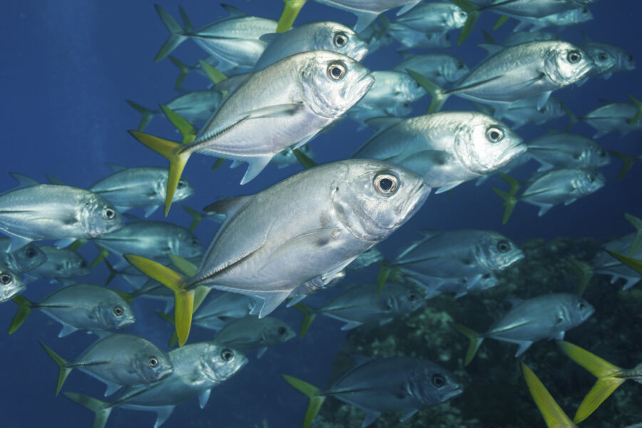 5 Manfaat Konsumsi Ikan Laut bagi Perkembangan Otak Anak dan Dewasa