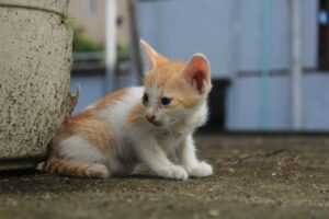 Kenapa Kucing Selalu Mendarat dengan Kaki? Ini 5 Fakta di Baliknya