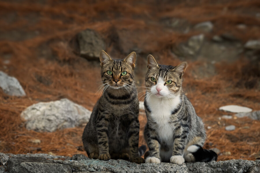 5 Alasan Kenapa Kucing Suka Memijat-mijat Tubuh Manusia