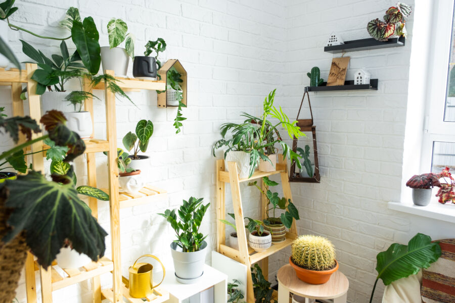 5 Manfaat Memiliki Tanaman Hias di Kamar untuk Kualitas Udara dan Relaksasi